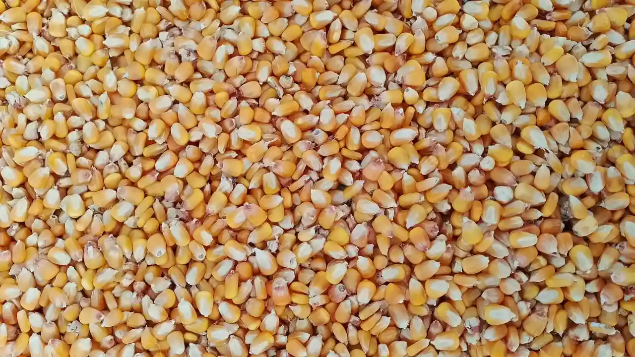 CattleFeed-Maize-Image